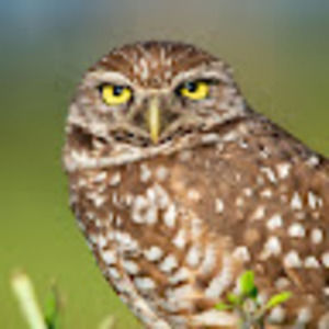 Meet your Posher, Jared